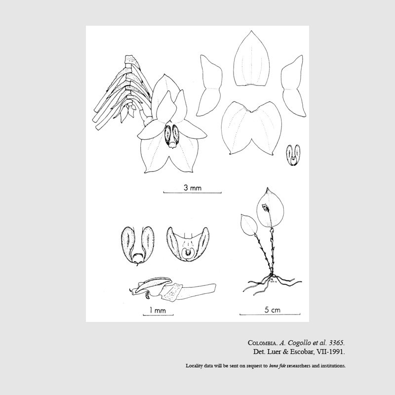 Lepanthes dasyura